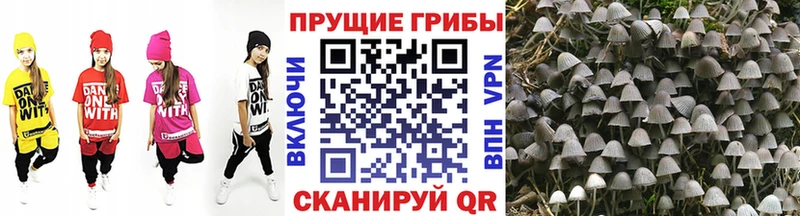 Псилоцибиновые грибы мицелий  Старица 